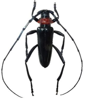 クビアカツヤカミキリの成虫