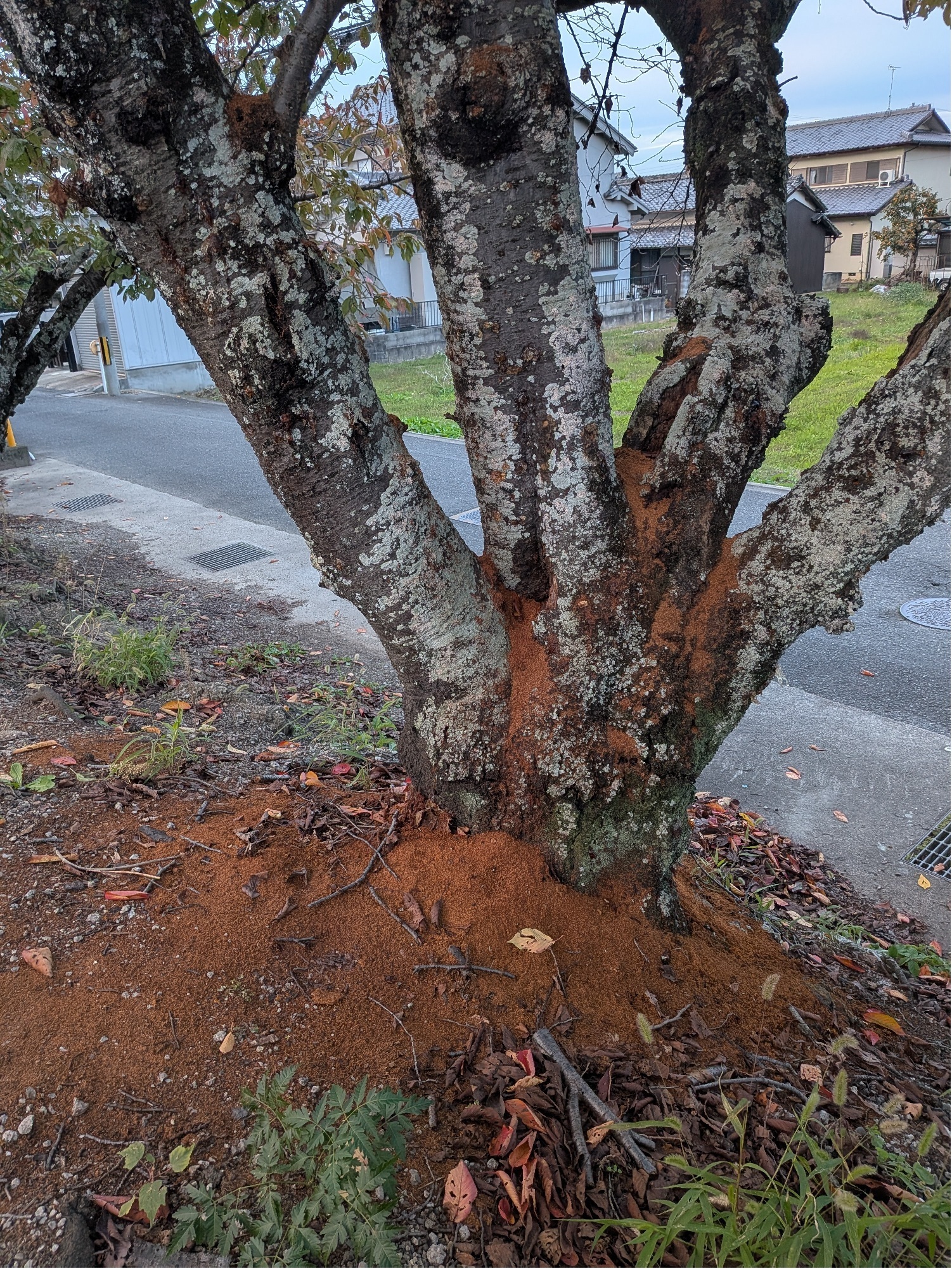 フラスが排出された木