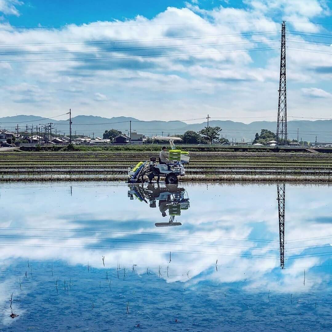 田植え体験